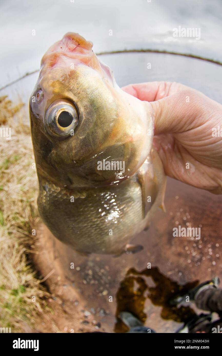 An enviable trophy of a fisherman with a fishing rod in a European ...