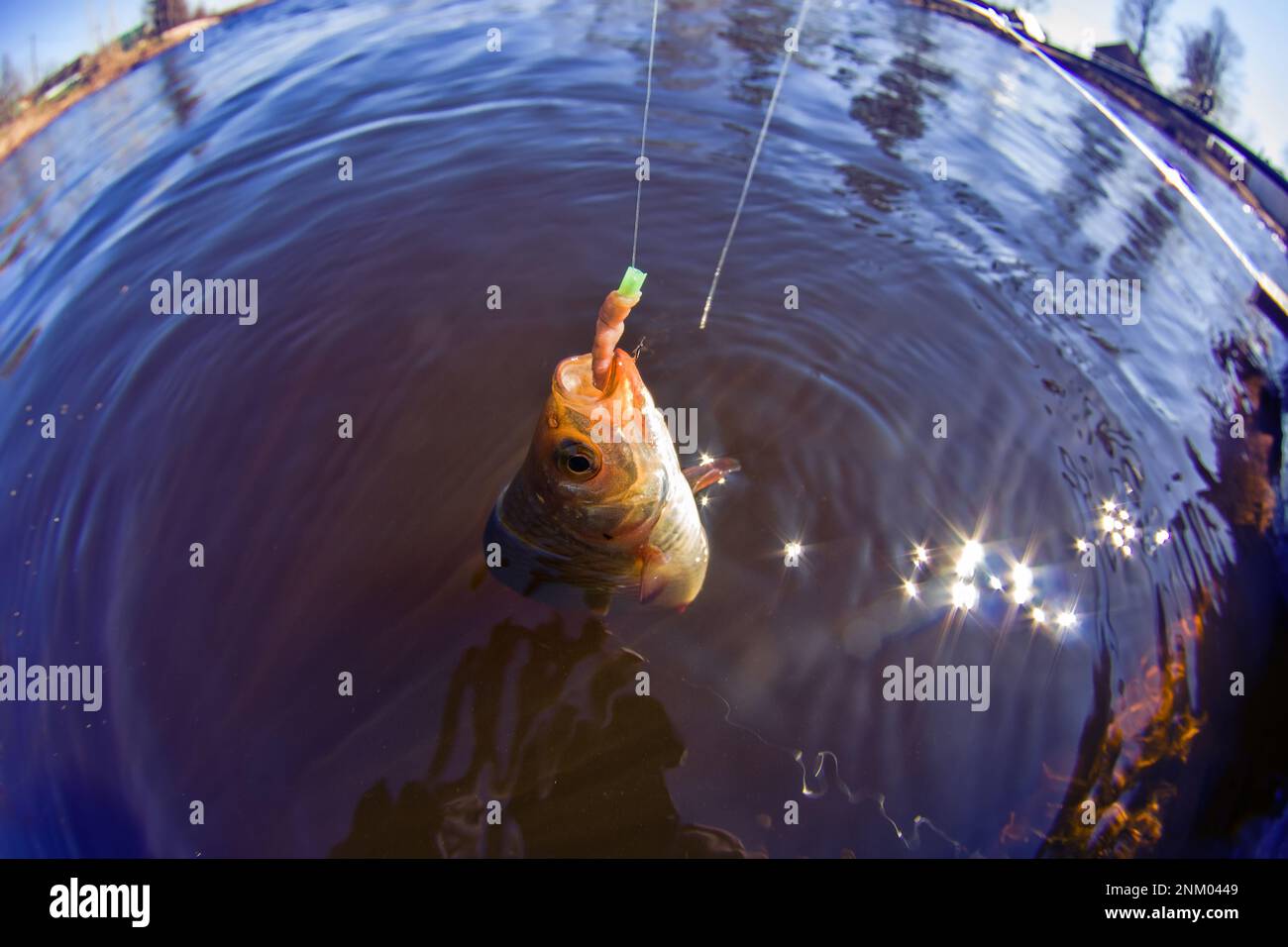 Trink Noun. Catching The Redfin (Scardinius erythrophthalmus) on the river with a fishing rod