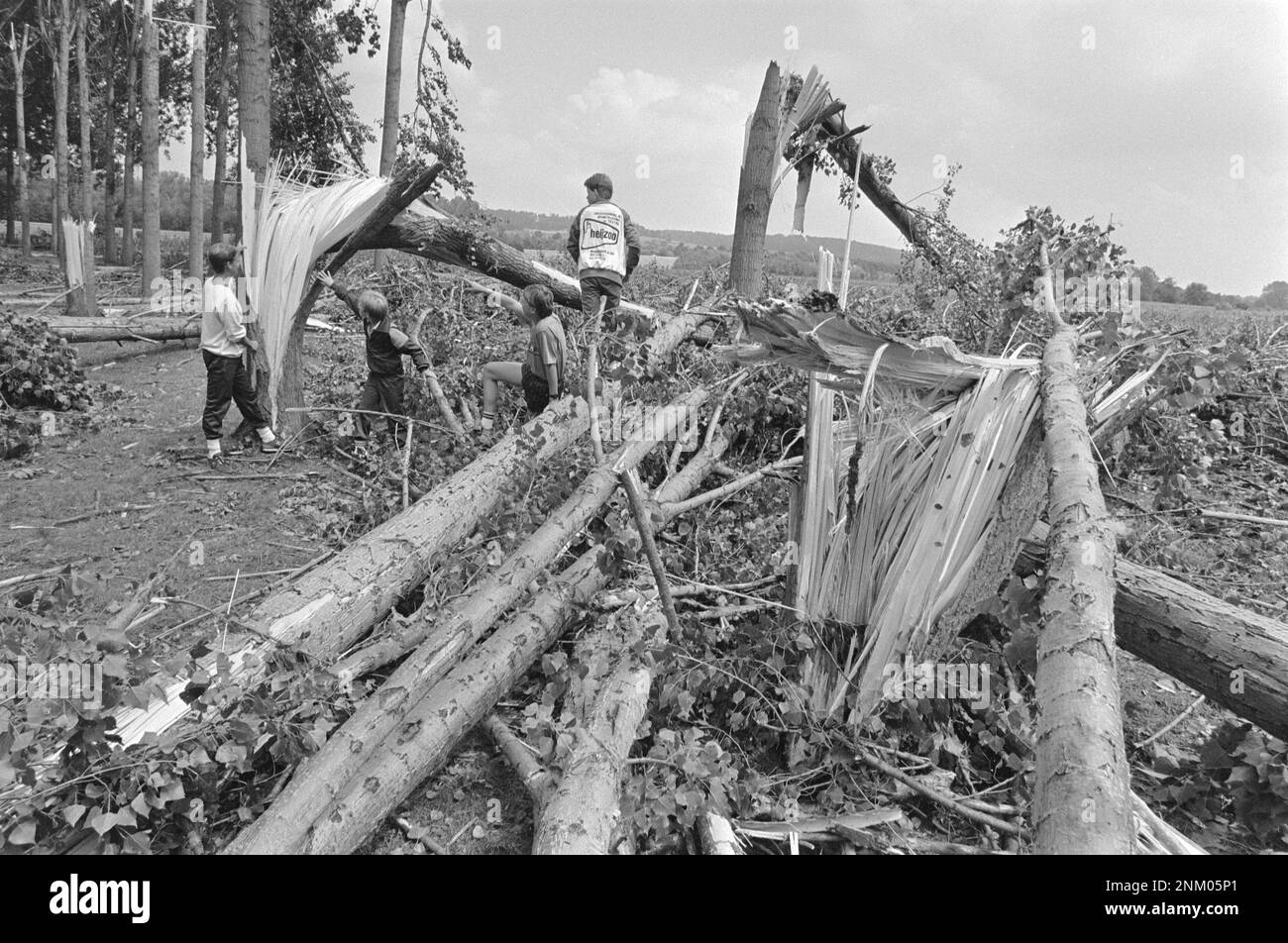 After a storm in Limburg; blown down trees ca. 1985 Stock Photo