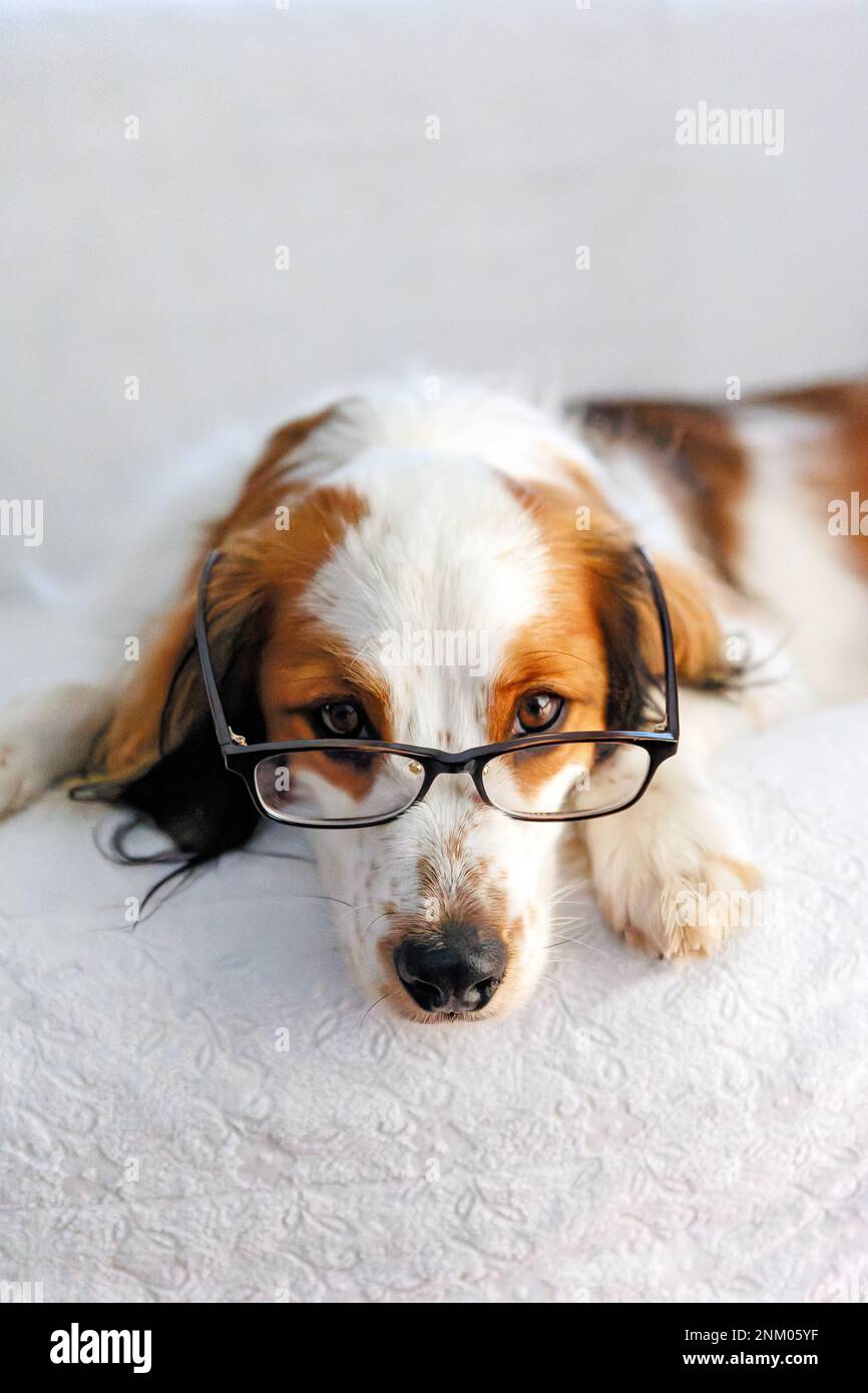 Dog with glasses. Small spaniel Kooikerhondje relaxing on the sofa. Stock Photo
