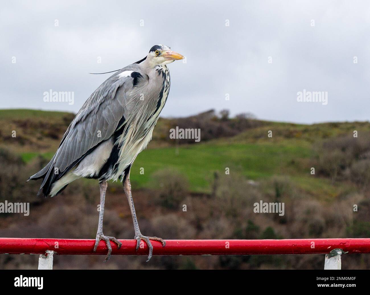 Grey Heron Ardea cinerea perched close up. Stock Photo