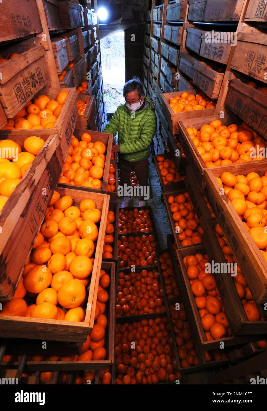 Mandarin oranges aged at the warehouse wait for shipment in Gobo City