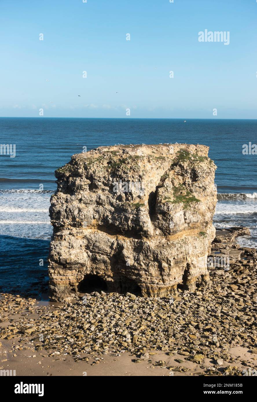 Marsden Rock a magnesian limestone sea stack within Marsden Bay, north east England, UK Stock Photo