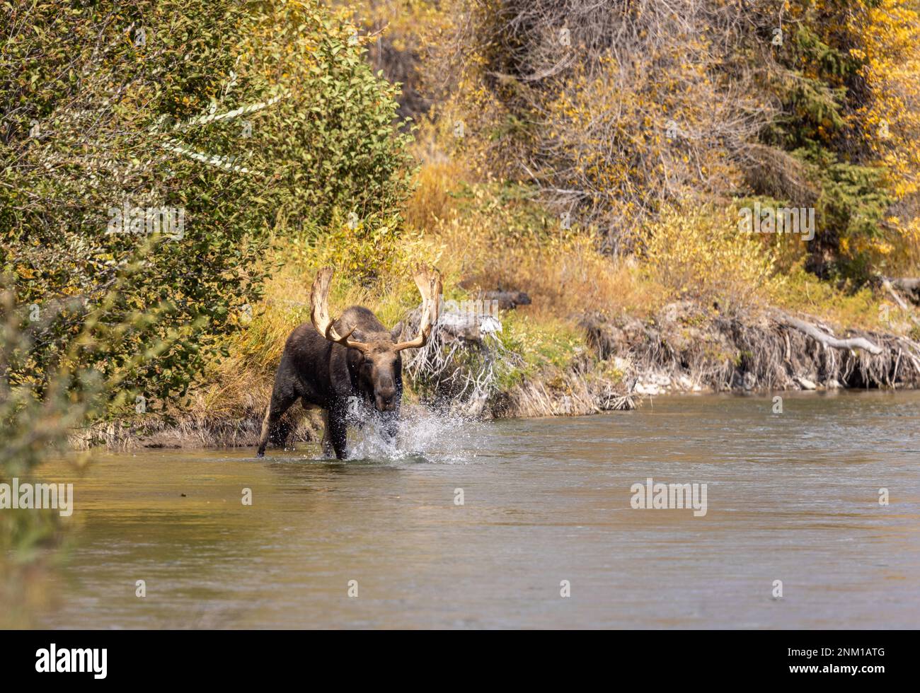 Bull Moose During the Rut in the Snake River Wyoming in Autumn Stock ...