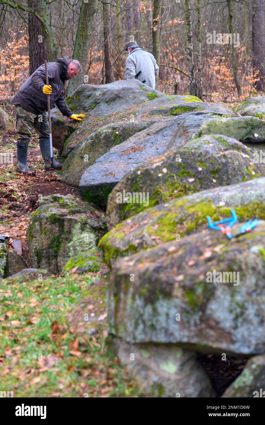 24 February 2023, Saxony-Anhalt, Höhe Börde: Oliver Strätz (l), volunteer archaeological curator, clears the entrance to the burial chamber of the 'Küchentannen' megalithic tomb of leaves and pine needles. Spring cleaning of the megalithic tombs has begun in the Haldensleben forest near the village of Süplingen. In the forests around Haldensleben there are more than 80 megalithic graves, the largest closed megalithic grave area in Central Europe. The megalithic grave 'Küchentannen' was built in 3000 B.C. during the Neolithic period. The builders were farmers and cattle breeders, according to a Stock Photo