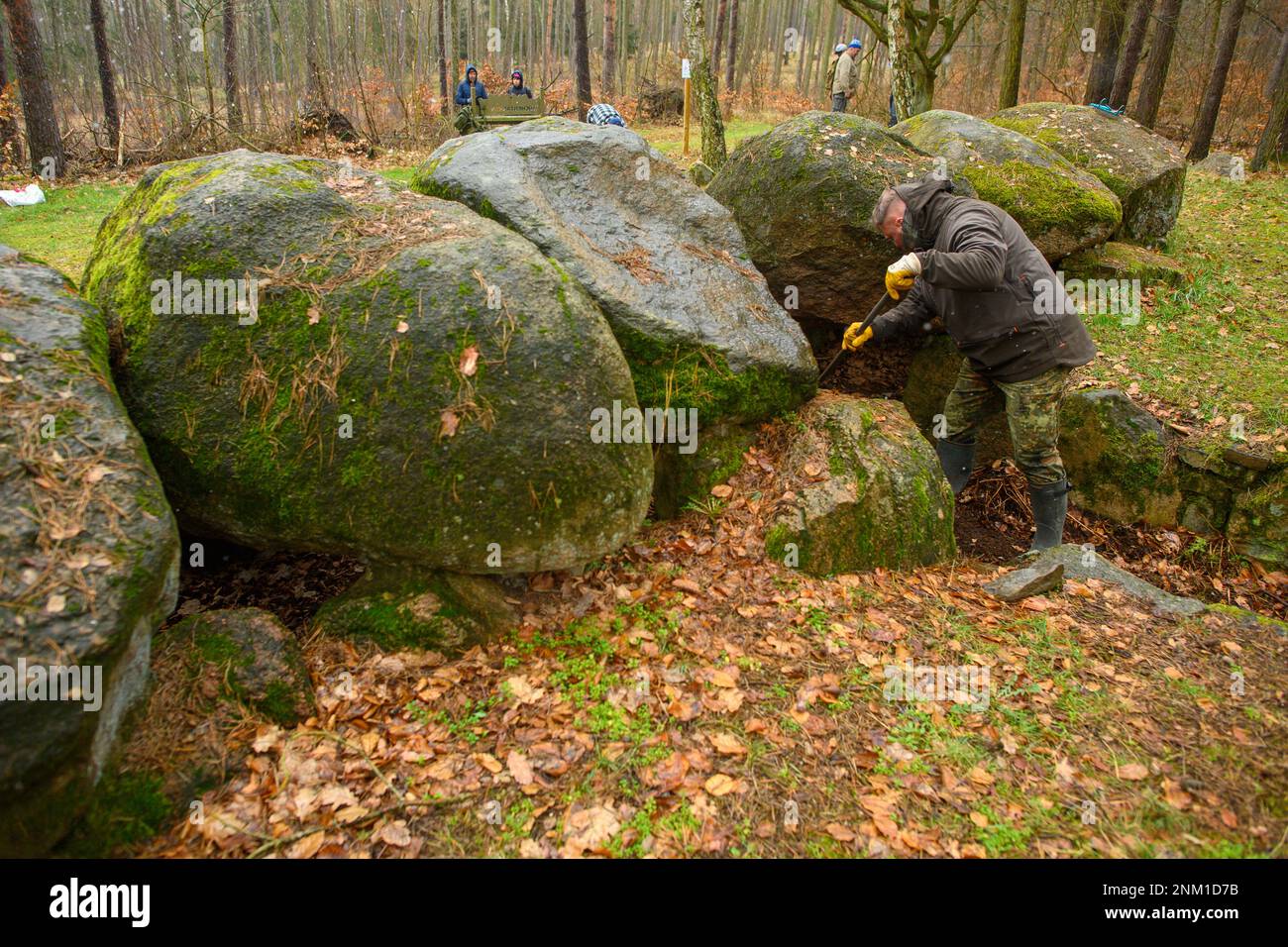 24 February 2023, Saxony-Anhalt, Höhe Börde: Oliver Strätz, volunteer archaeological curator, clears the entrance to the burial chamber of the 'Küchentannen' megalithic tomb of leaves and pine needles. In the Haldensleber forest near the village of Süplingen, spring cleaning has begun at the megalithic tombs. In the forests around Haldensleben there are more than 80 megalithic graves, the largest closed megalithic grave area in Central Europe. The megalithic grave 'Küchentannen' was built in 3000 B.C. during the Neolithic period. The builders were farmers and cattle breeders, according to an i Stock Photo