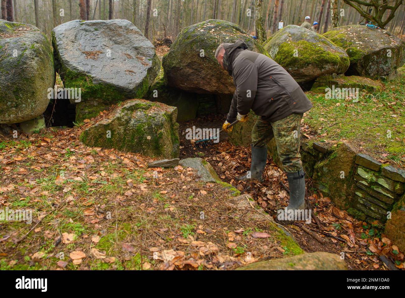 24 February 2023, Saxony-Anhalt, Höhe Börde: Oliver Strätz, volunteer archaeological curator, clears the entrance to the burial chamber of the 'Küchentannen' megalithic tomb of leaves and pine needles. In the Haldensleber forest near the village of Süplingen, spring cleaning has begun at the megalithic tombs. In the forests around Haldensleben there are more than 80 megalithic graves, the largest closed megalithic grave area in Central Europe. The megalithic grave 'Küchentannen' was built in 3000 B.C. during the Neolithic period. The builders were farmers and cattle breeders, according to an i Stock Photo