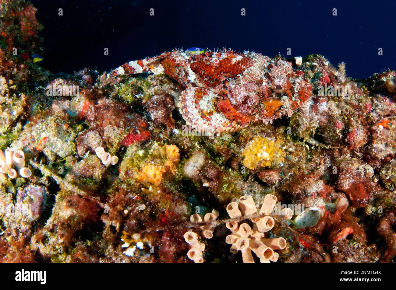 Flower Garden Banks National Marine Sanctuary. The invasive orange cup