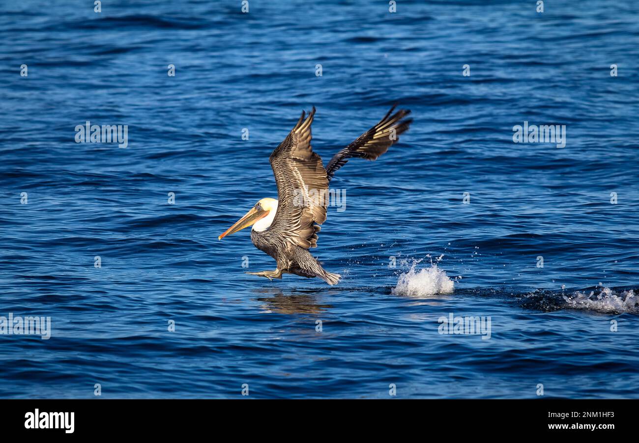 These brown pelicans plunge dive to stun fish and scoop them up in their beaks. Greater Farallones National Marine Sanctuary ca. 23 October 2014 Stock Photo