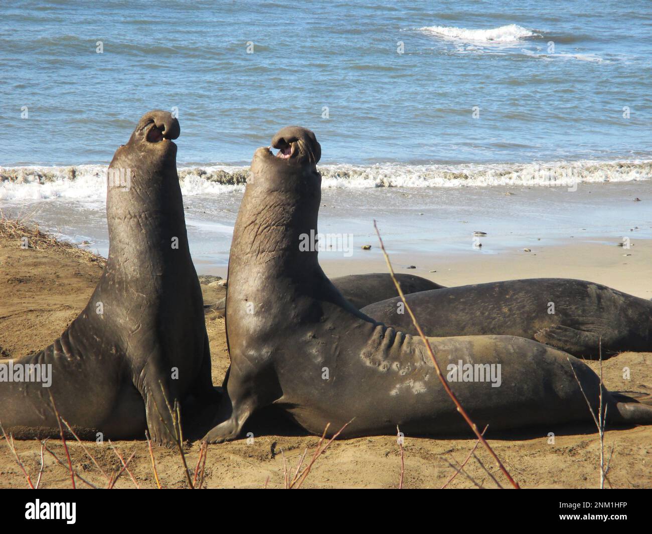 Every winter, dozens of elephant seals make their way to the beaches at Greater Farallones National Marine Sanctuary and other West Coast sanctuaries to mate. Males -- like the two seen here -- arrive first and fight for territory on the beach in quick, aggressive battles ca. 6 February 2016 Stock Photo
