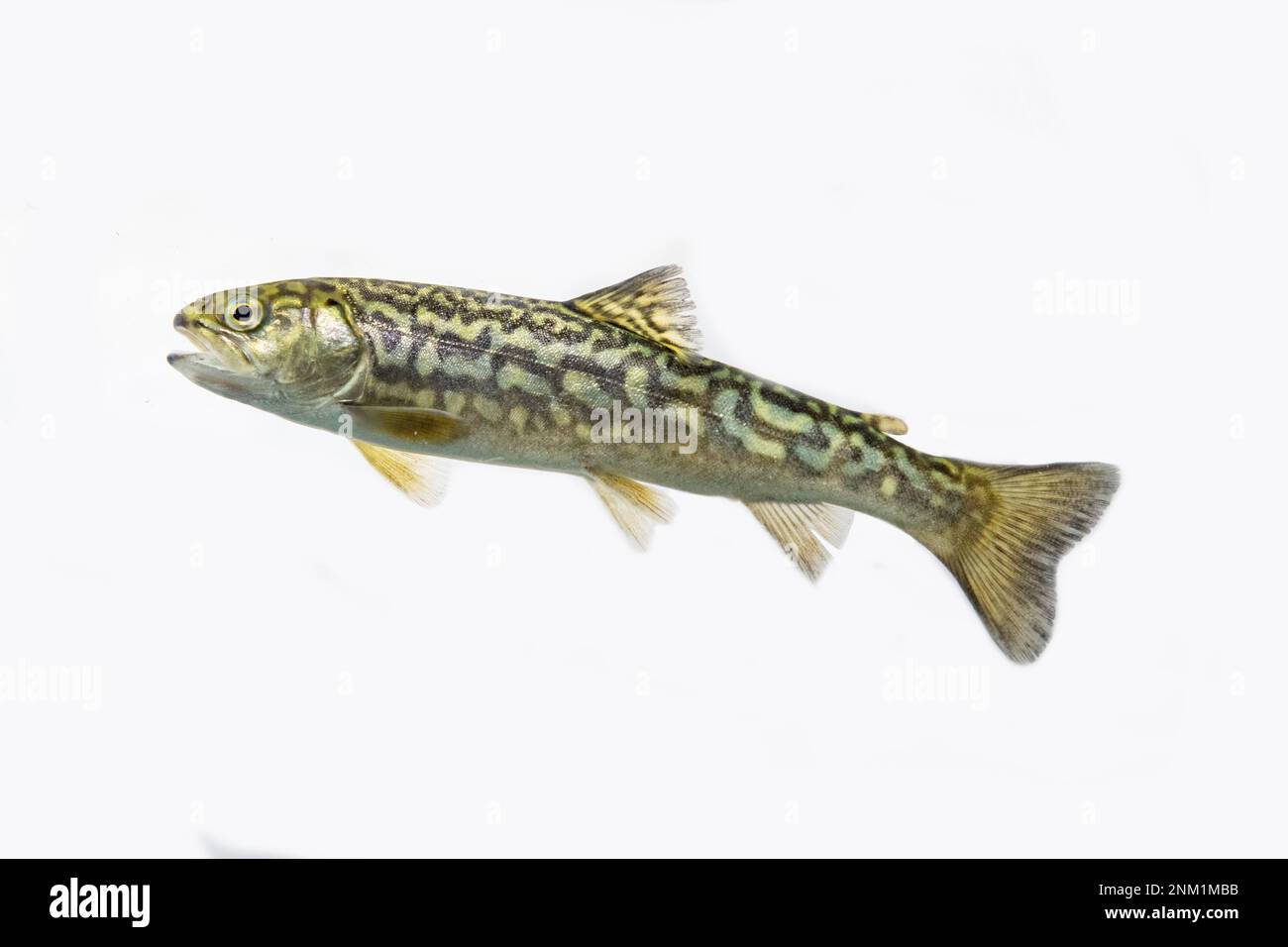 tiger trout (brook trout x brown trout hybrid) in midwater Stock Photo