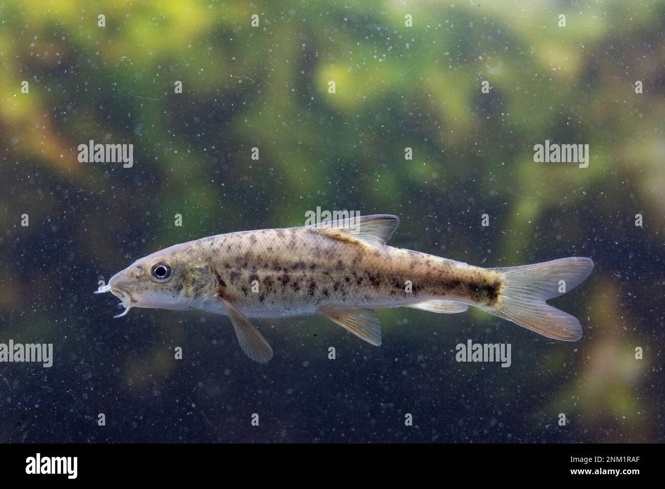 Barbus fish swimming in hi-res stock photography and images - Alamy