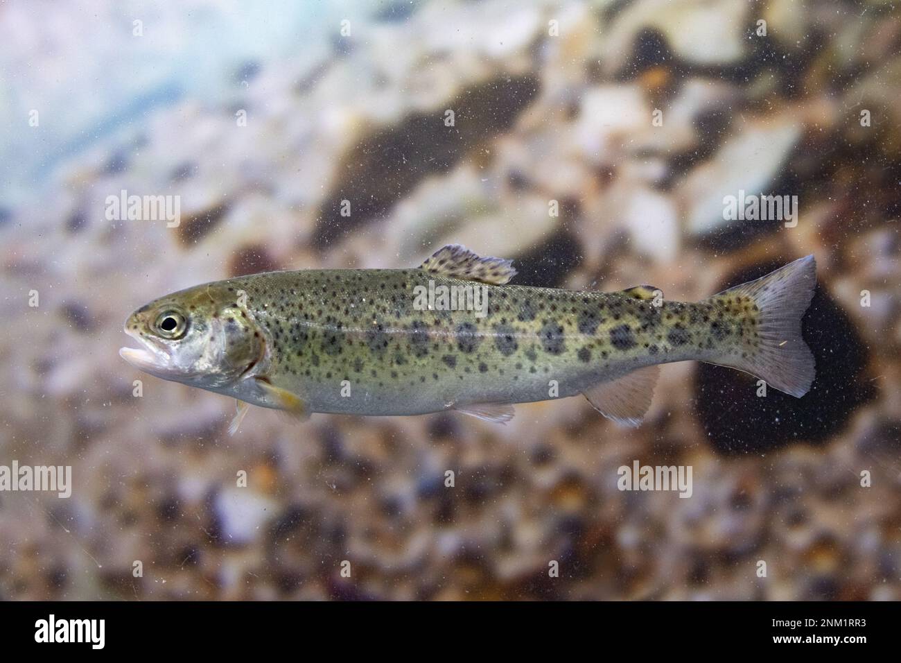 rainbow trout swimming in water Stock Photo Alamy