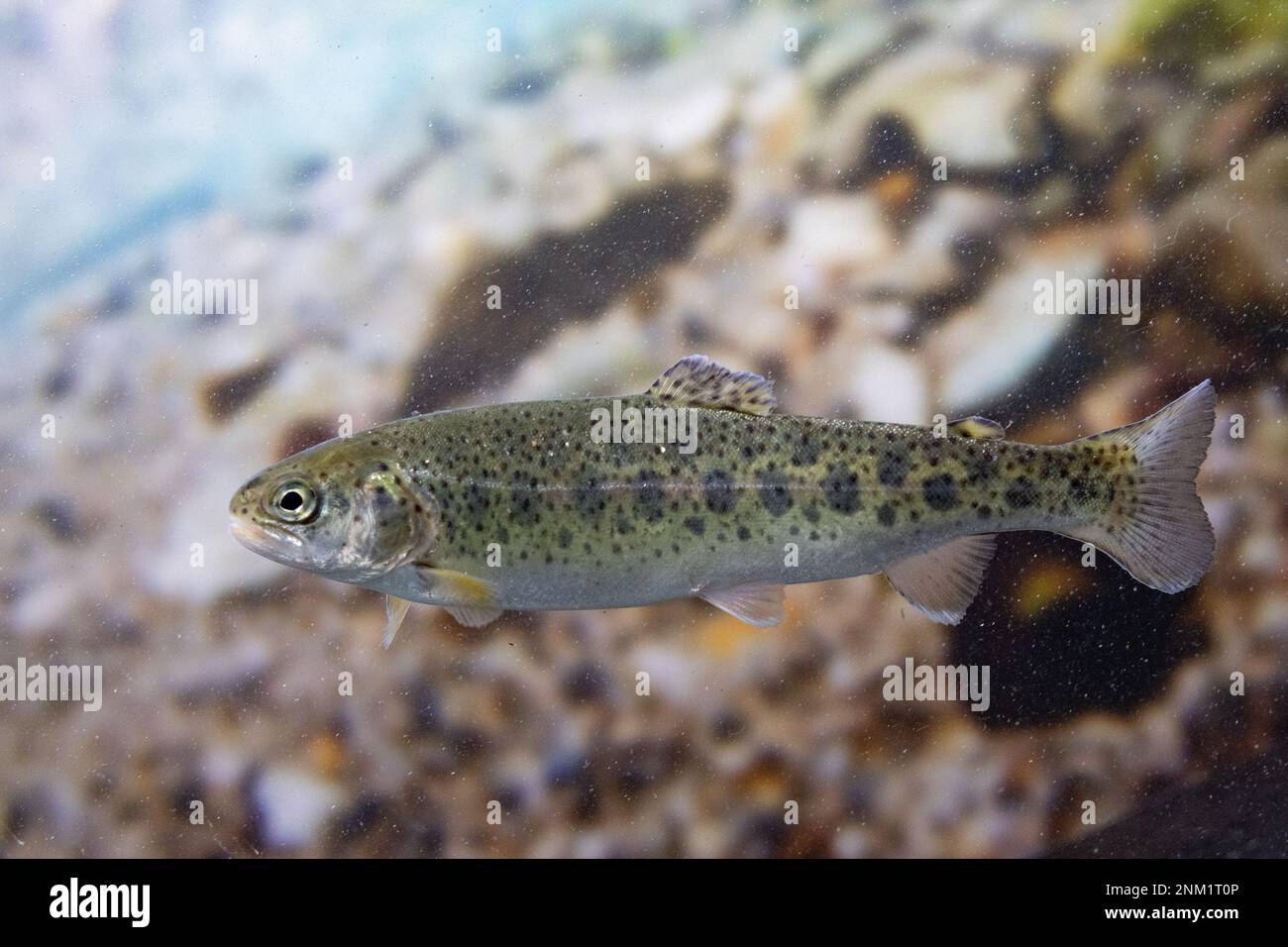 rainbow trout swimming in water Stock Photo Alamy