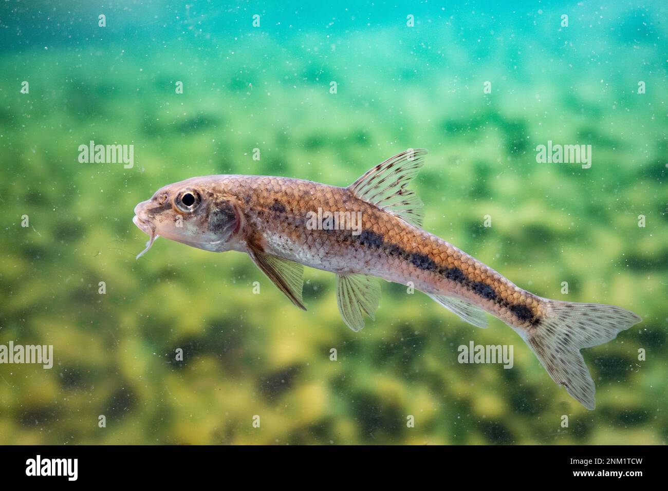 gudgeon swimming in midwater Stock Photo