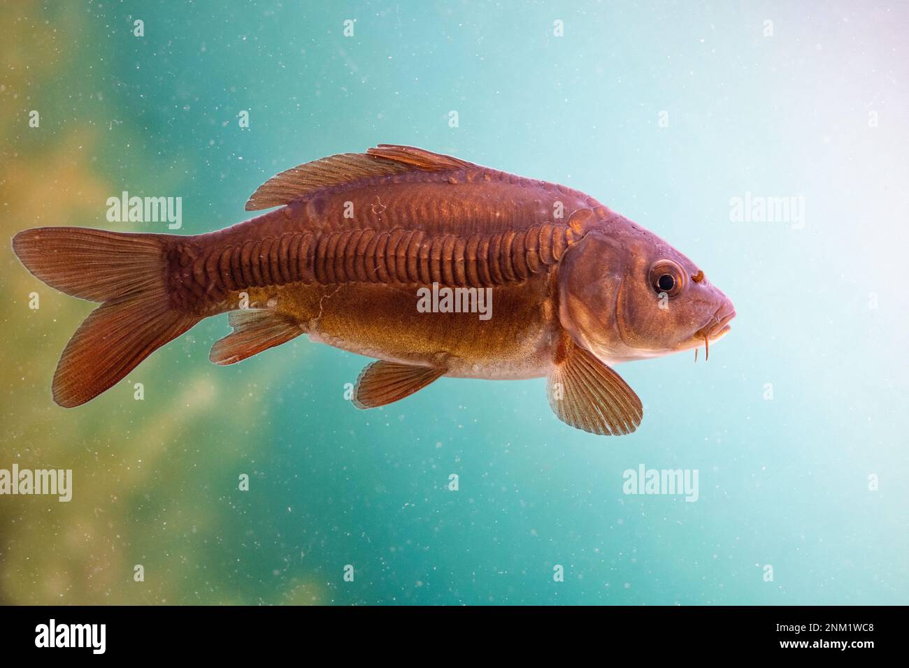 mirror carp close up shots Stock Photo Alamy
