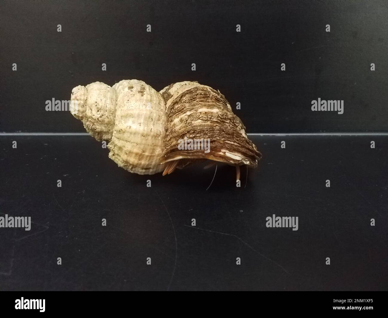 The Kodiak Lab Aquarium's Black Eyed Hermit crab (Pagurus armatus