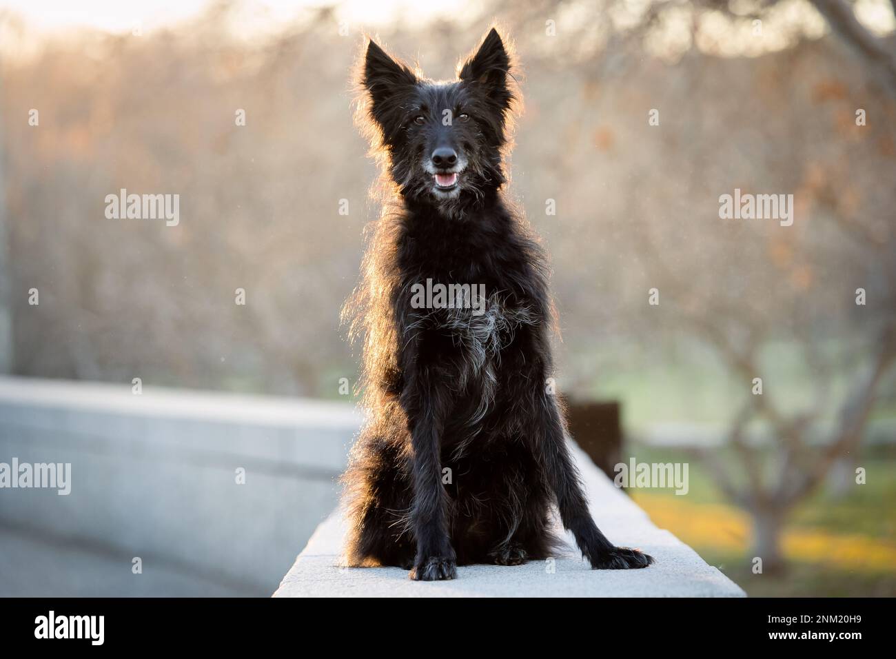 Long haired black dog hi res stock photography and images Alamy