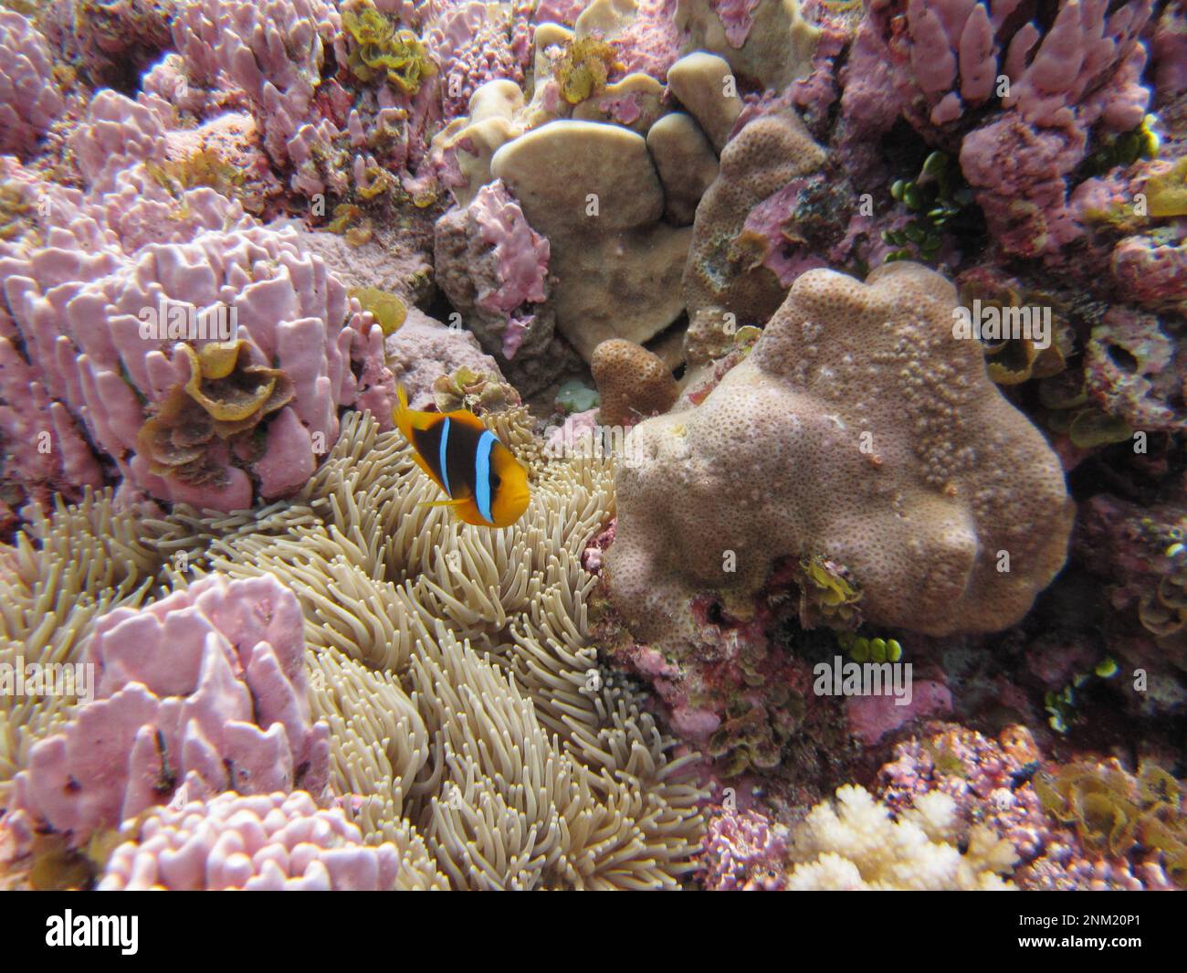 National marine sanctuary of american samoa hi-res stock photography ...
