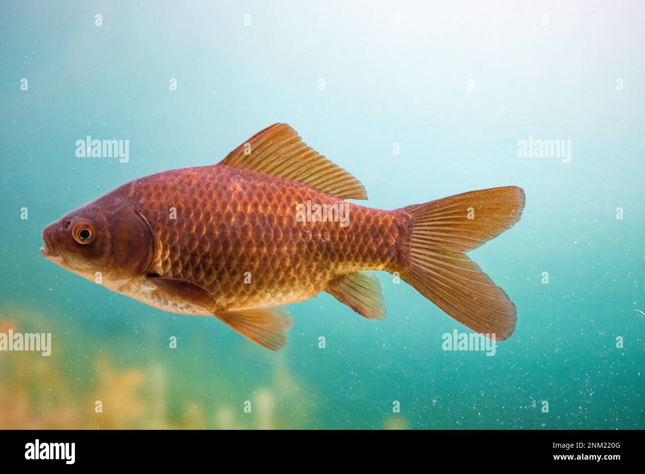 brown goldfish swimming in water Stock Photo - Alamy
