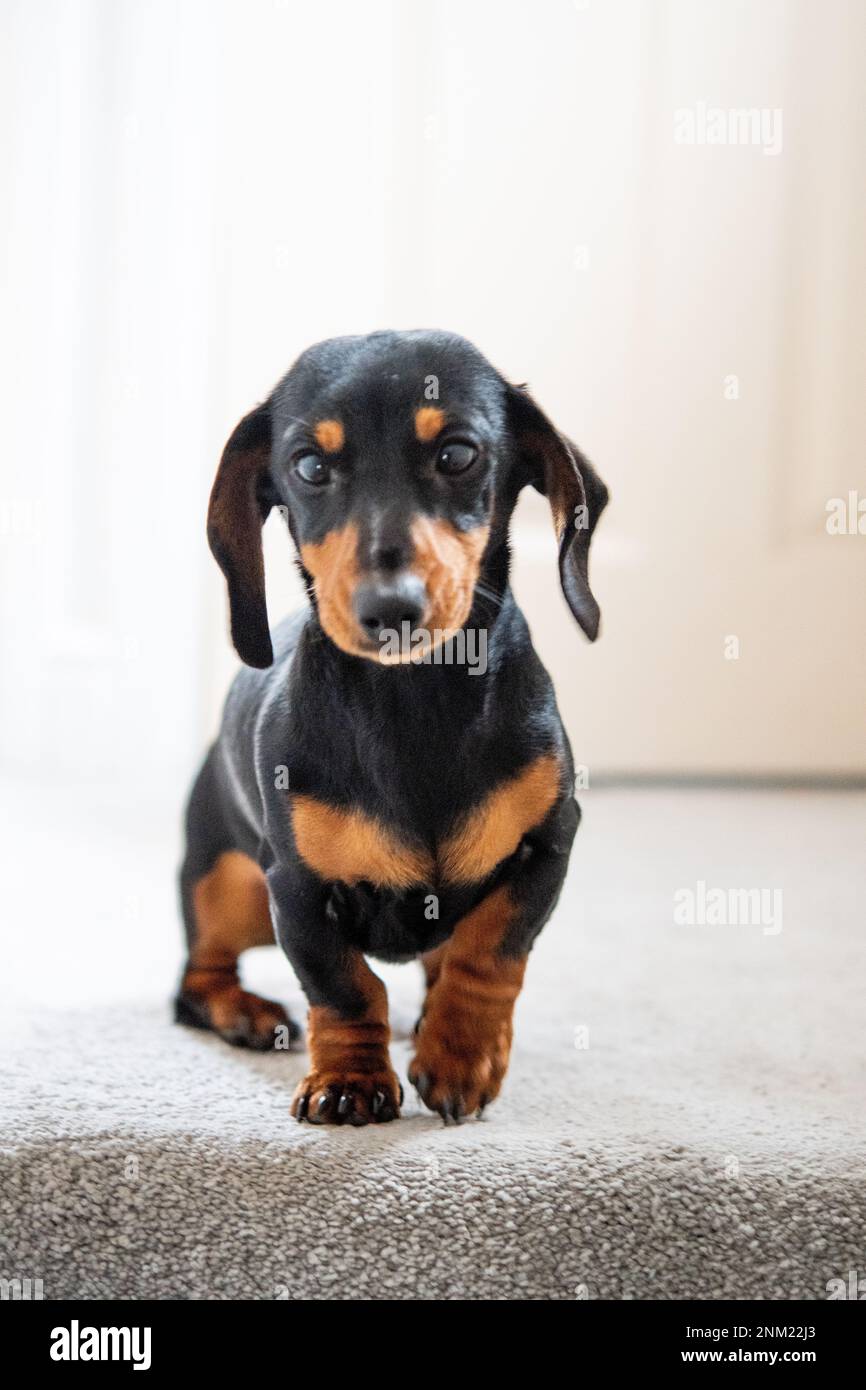 miniature dachshund stairs