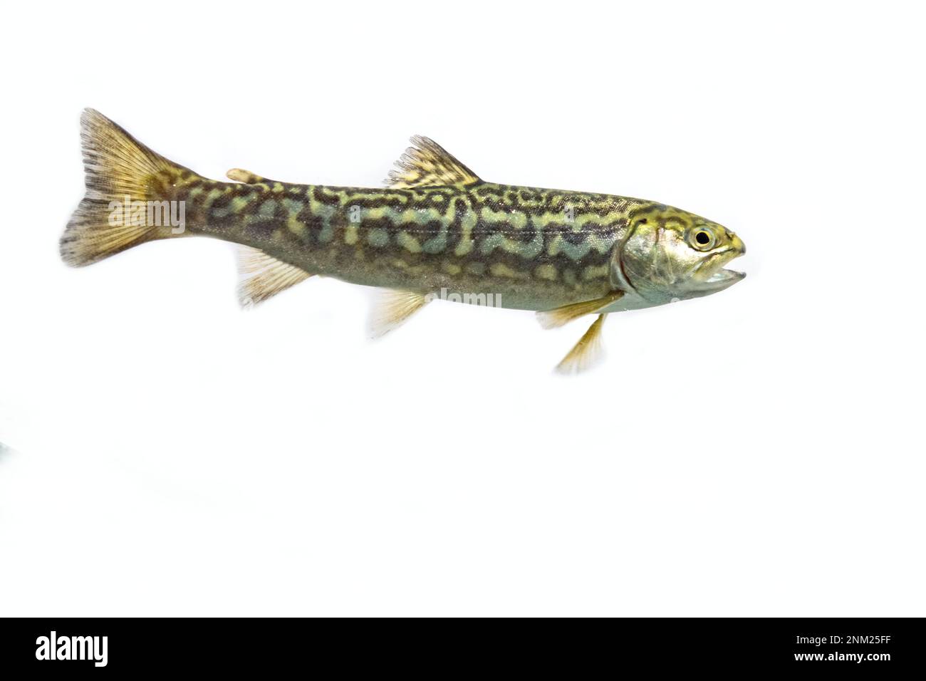 tiger trout (brook trout x brown trout hybrid) in midwater Stock Photo