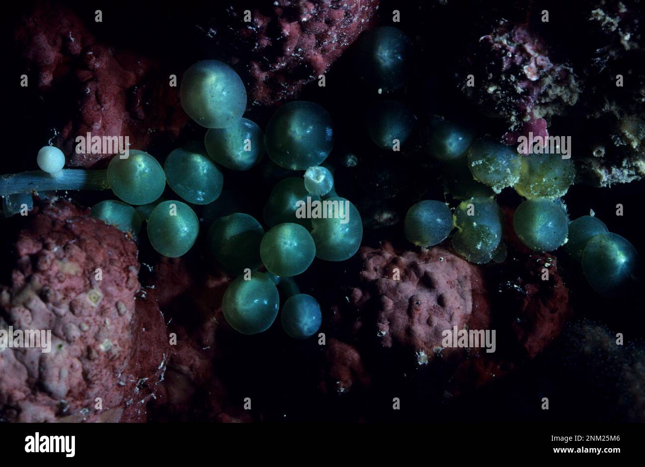 Oval sea grapes, Caulerpa racemosa var clavifera, at 5 meters depth Stock Photo