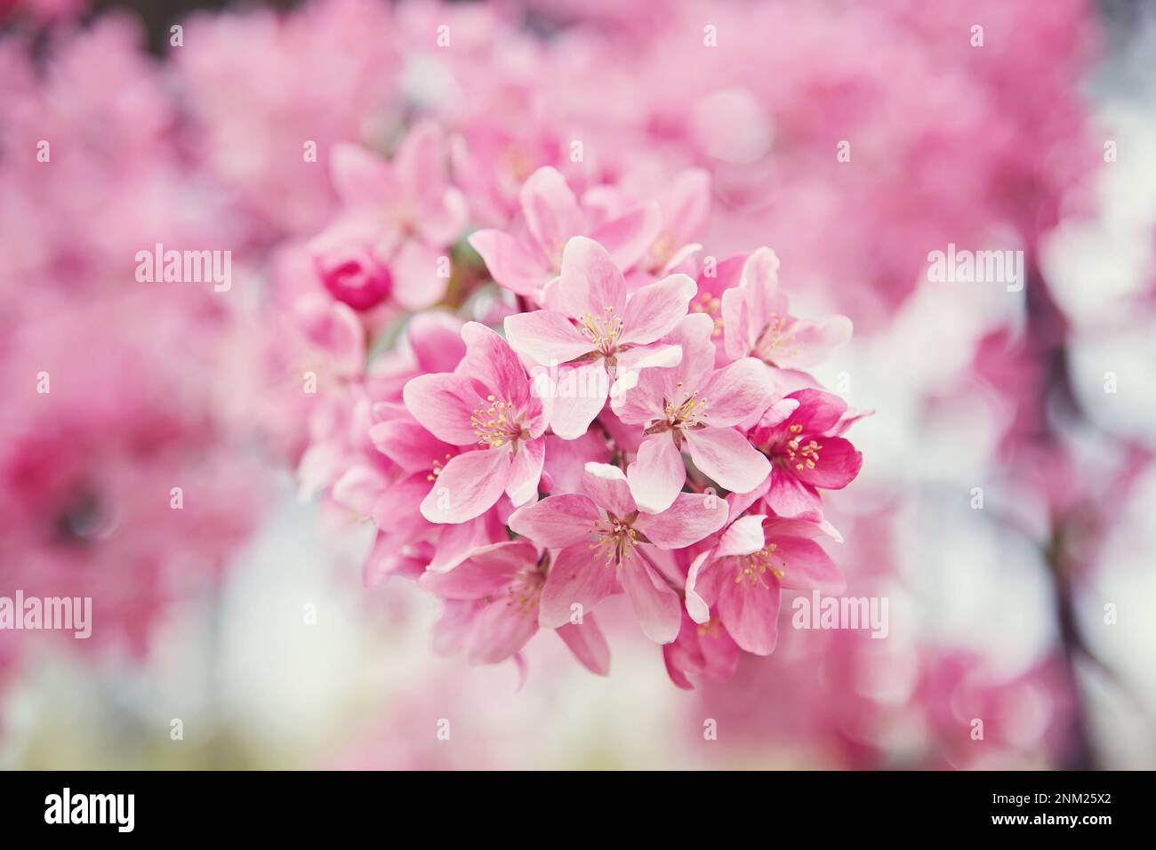 Beautiful cherry blossom sakura in spring time over blue sky Stock ...