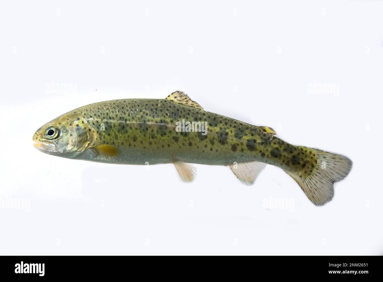 rainbow trout swimming in water Stock Photo Alamy