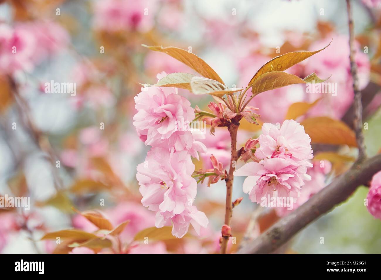 Beautiful cherry blossom sakura in spring time over blue sky Stock ...