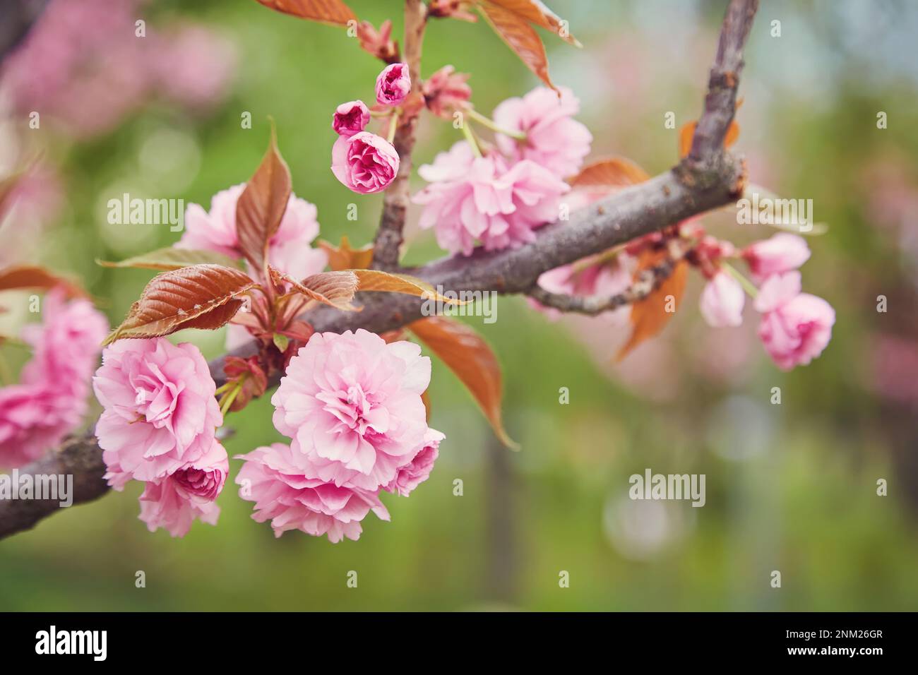 Beautiful cherry blossom sakura in spring time over blue sky Stock ...