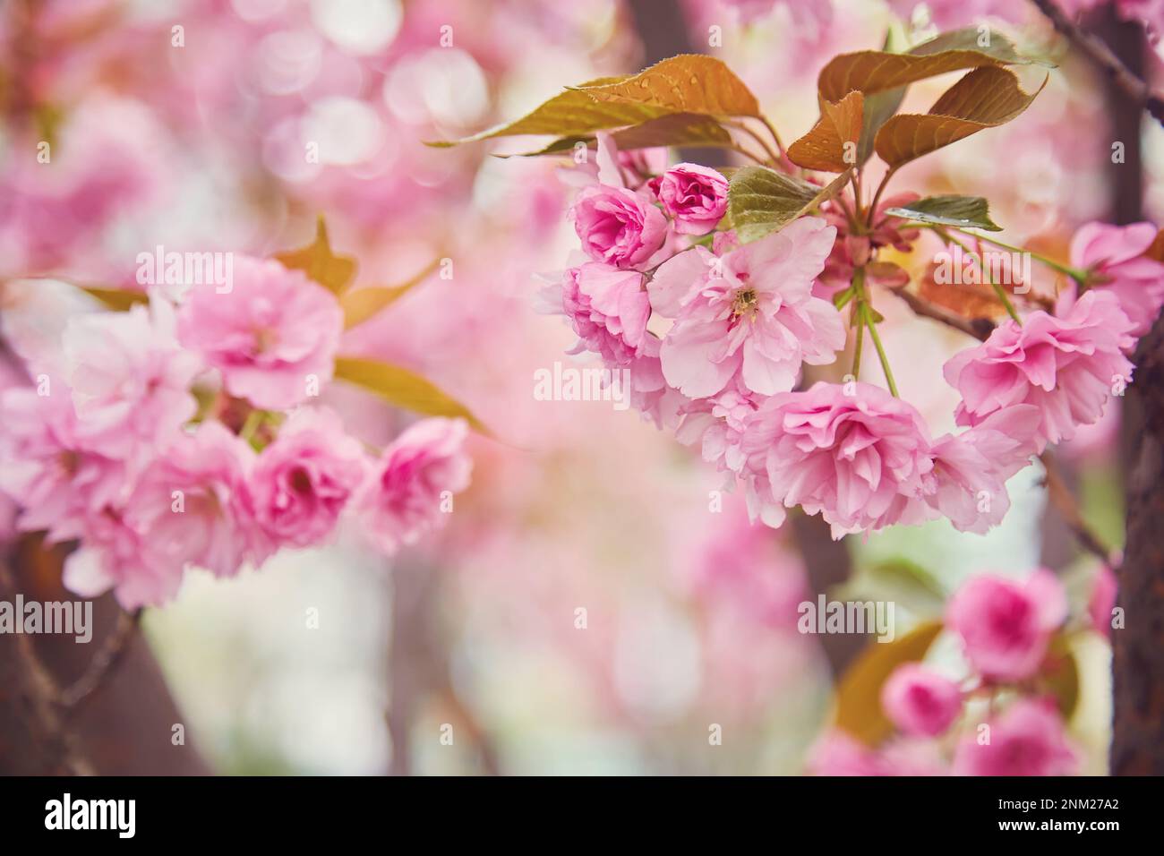 Beautiful cherry blossom sakura in spring time over blue sky Stock ...