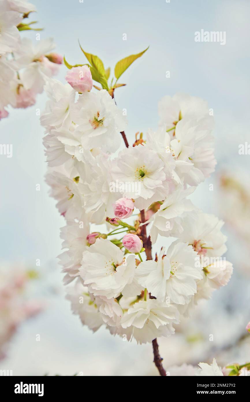 Amazing pink cherry blossoms on the Sakura tree in a blue sky ...