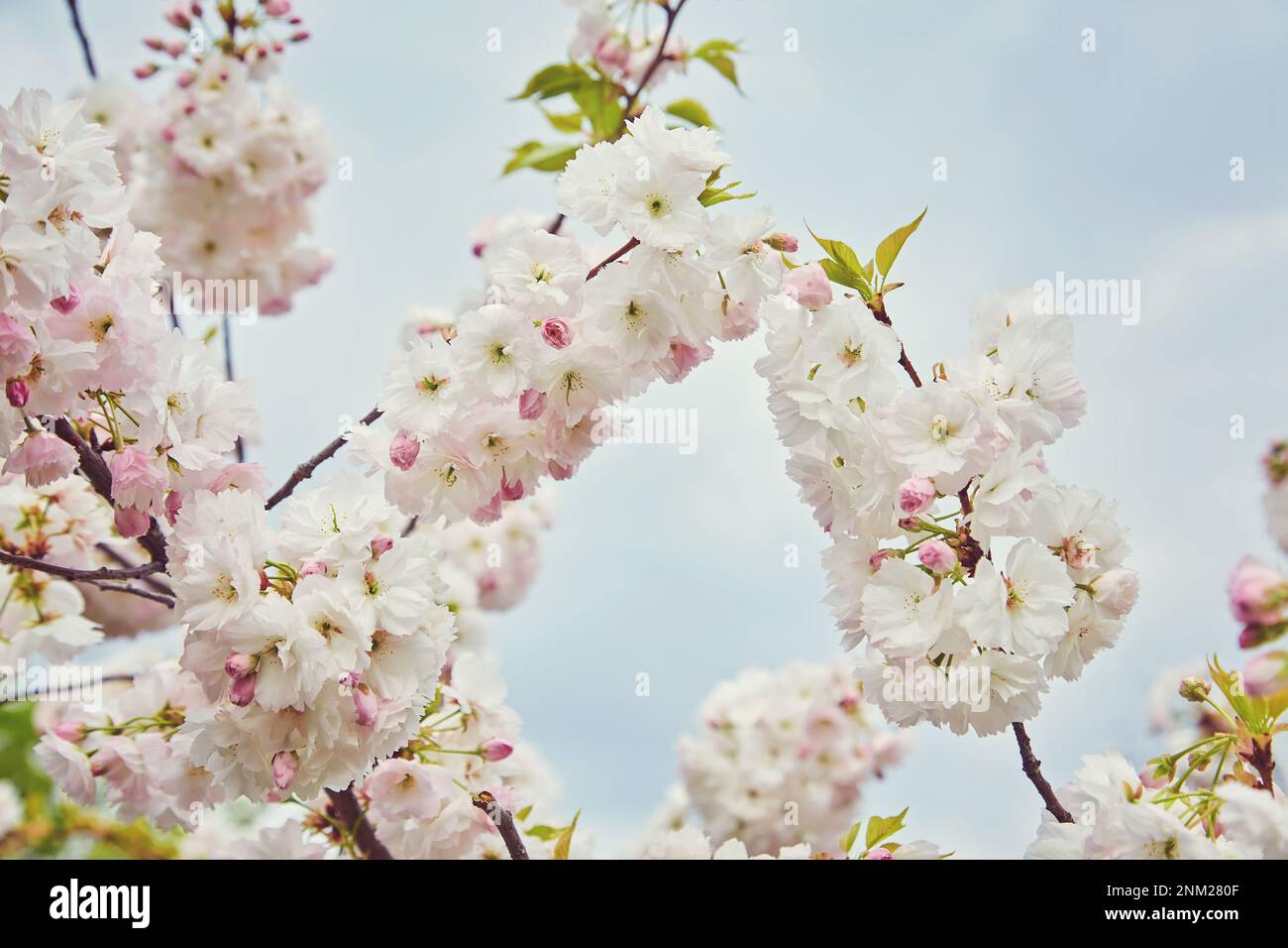 Amazing pink cherry blossoms on the Sakura tree in a blue sky ...