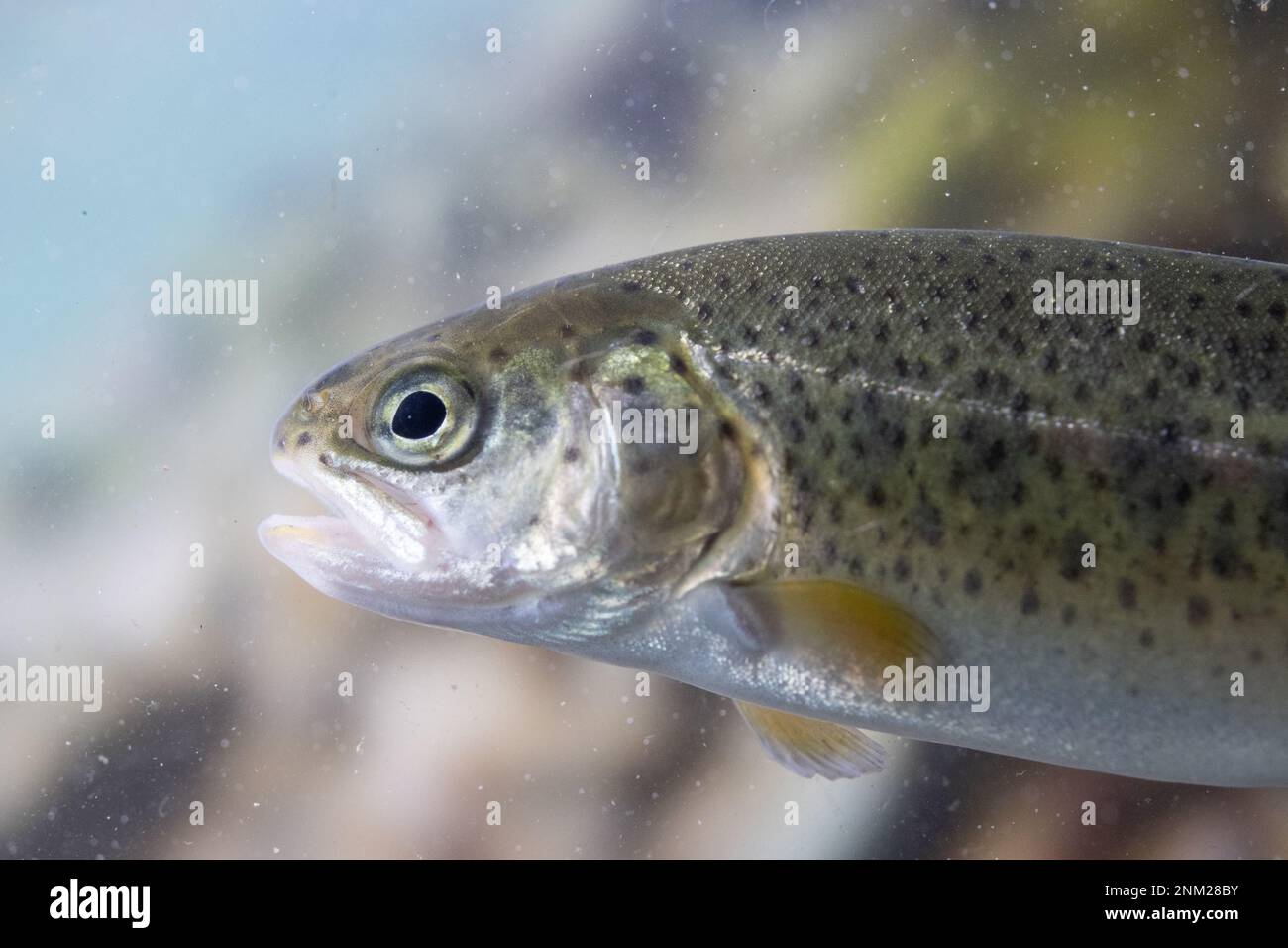 rainbow trout swimming in water Stock Photo Alamy