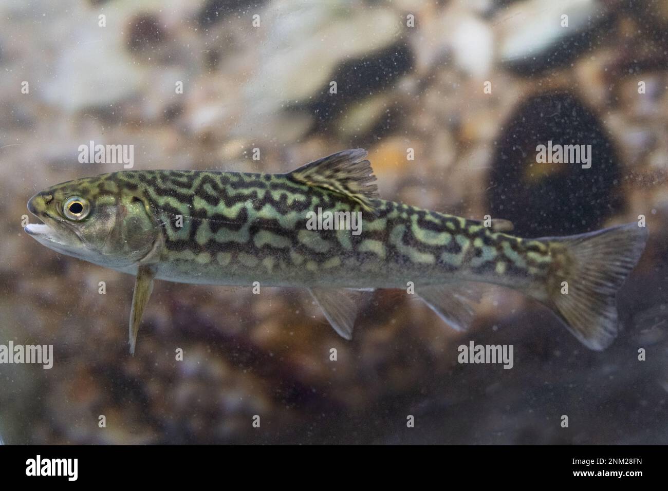 tiger trout (brook trout x brown trout hybrid) in midwater Stock Photo