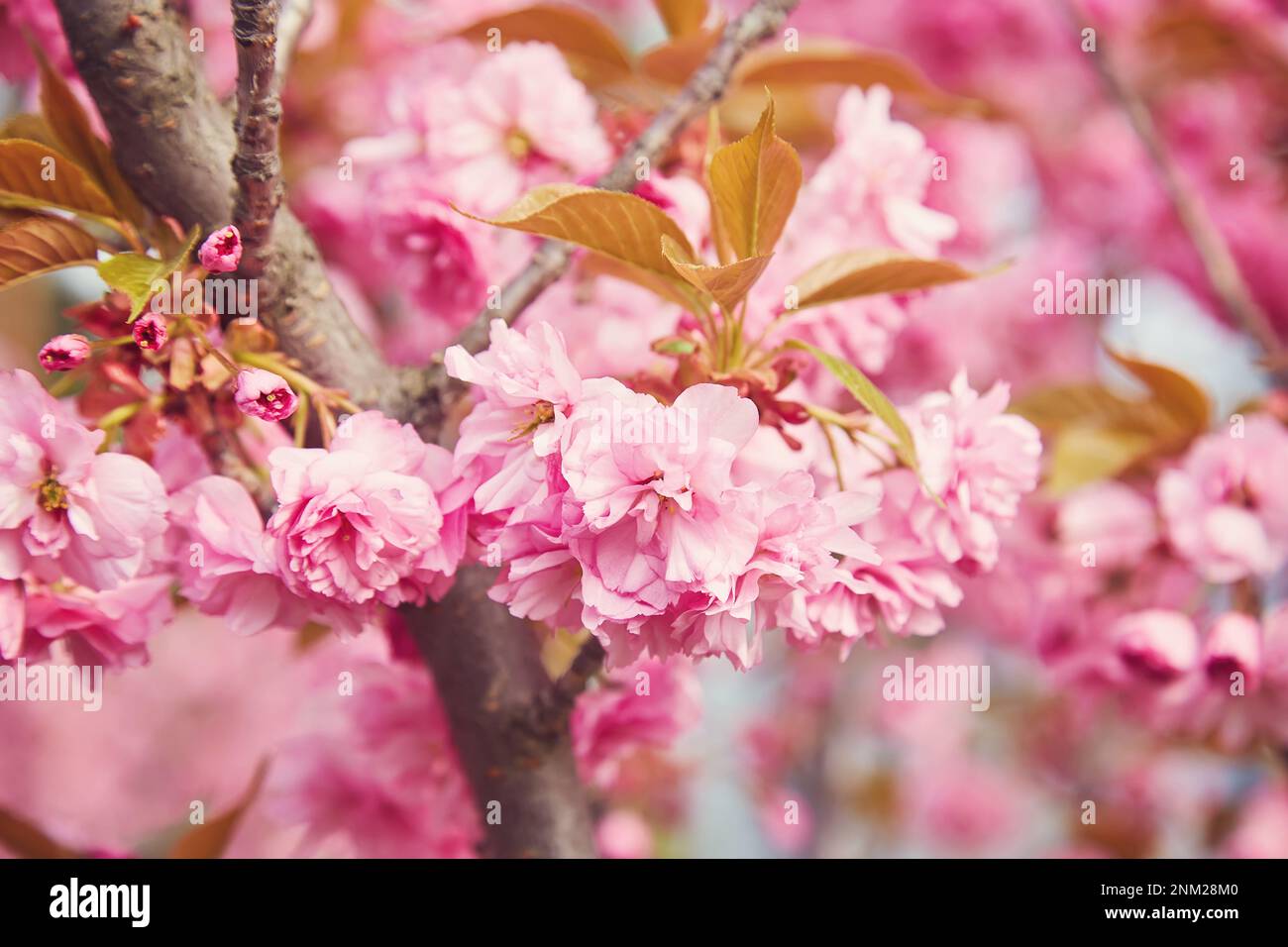 Amazing pink cherry blossoms on the Sakura tree in a blue sky ...