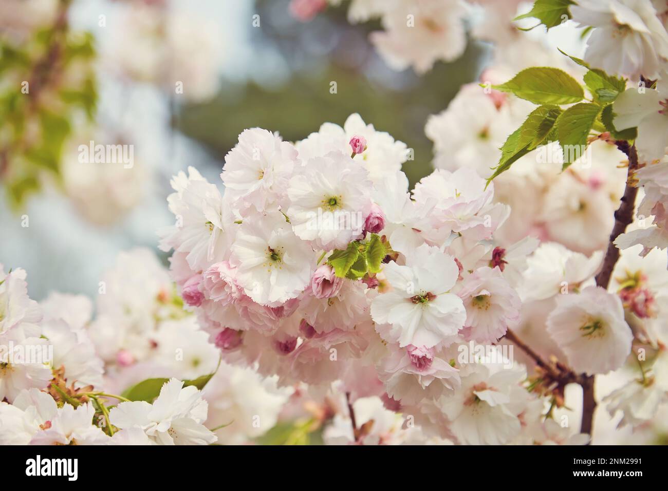 Amazing pink cherry blossoms on the Sakura tree in a blue sky ...