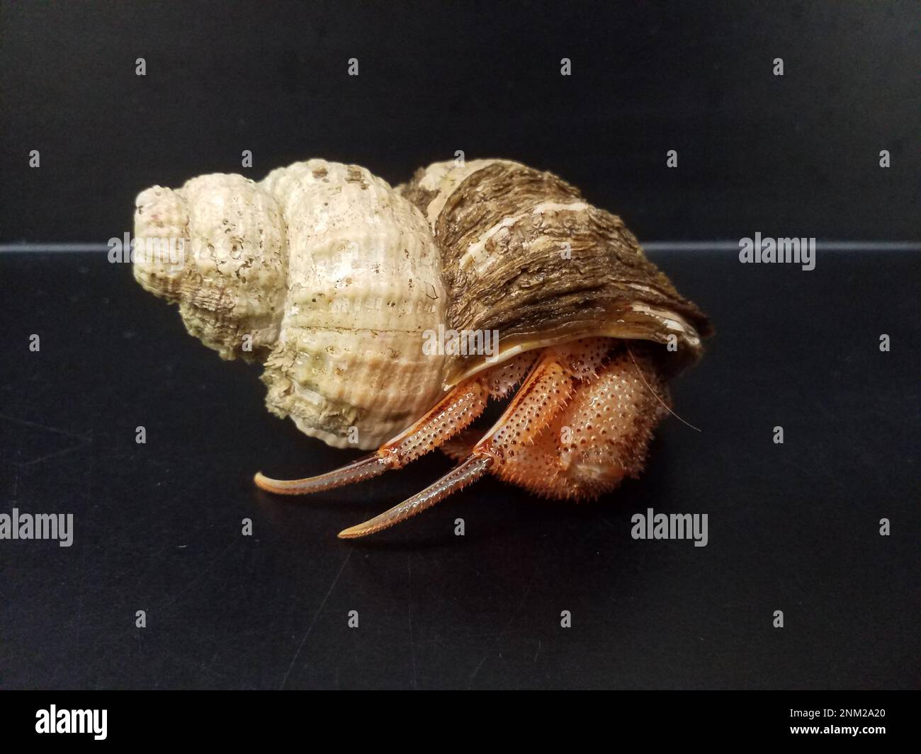 Pagurus armatus hires stock photography and images Alamy