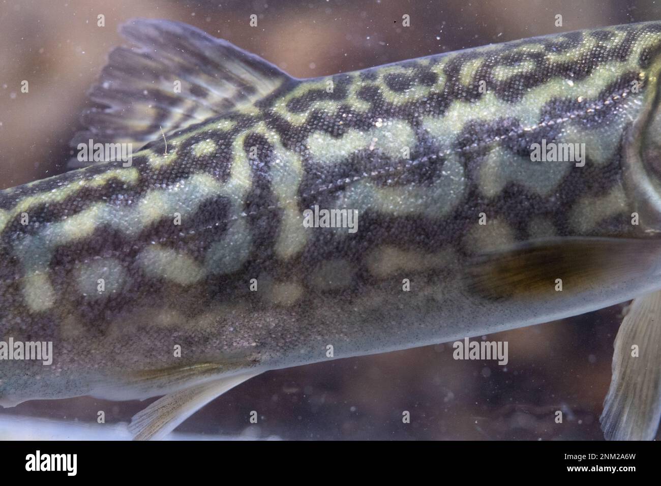 tiger trout (brook trout x brown trout hybrid) in midwater Stock Photo