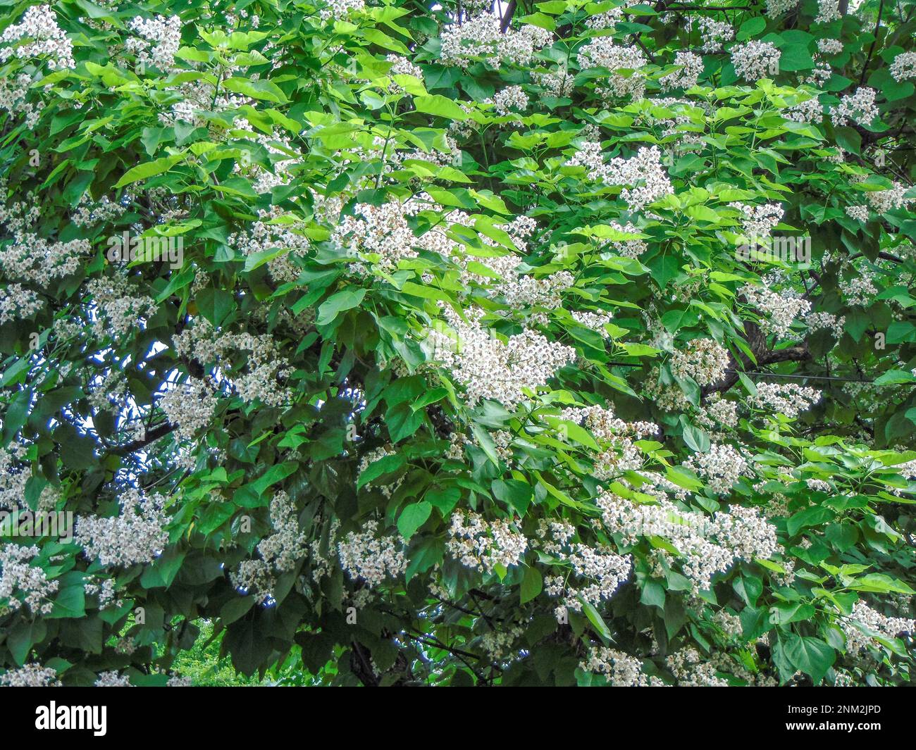 Southern catalpa tree in bloom summer, natural Stock Photo Alamy