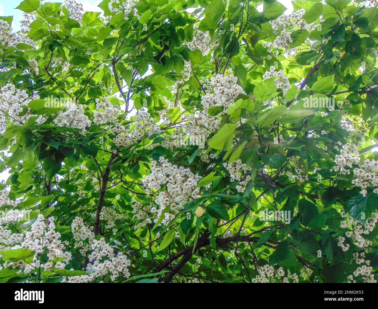 Southern catalpa tree in bloom summer, natural Stock Photo Alamy