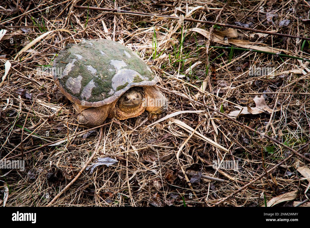 Common snapping turtle slow walking to the river Stock Photo