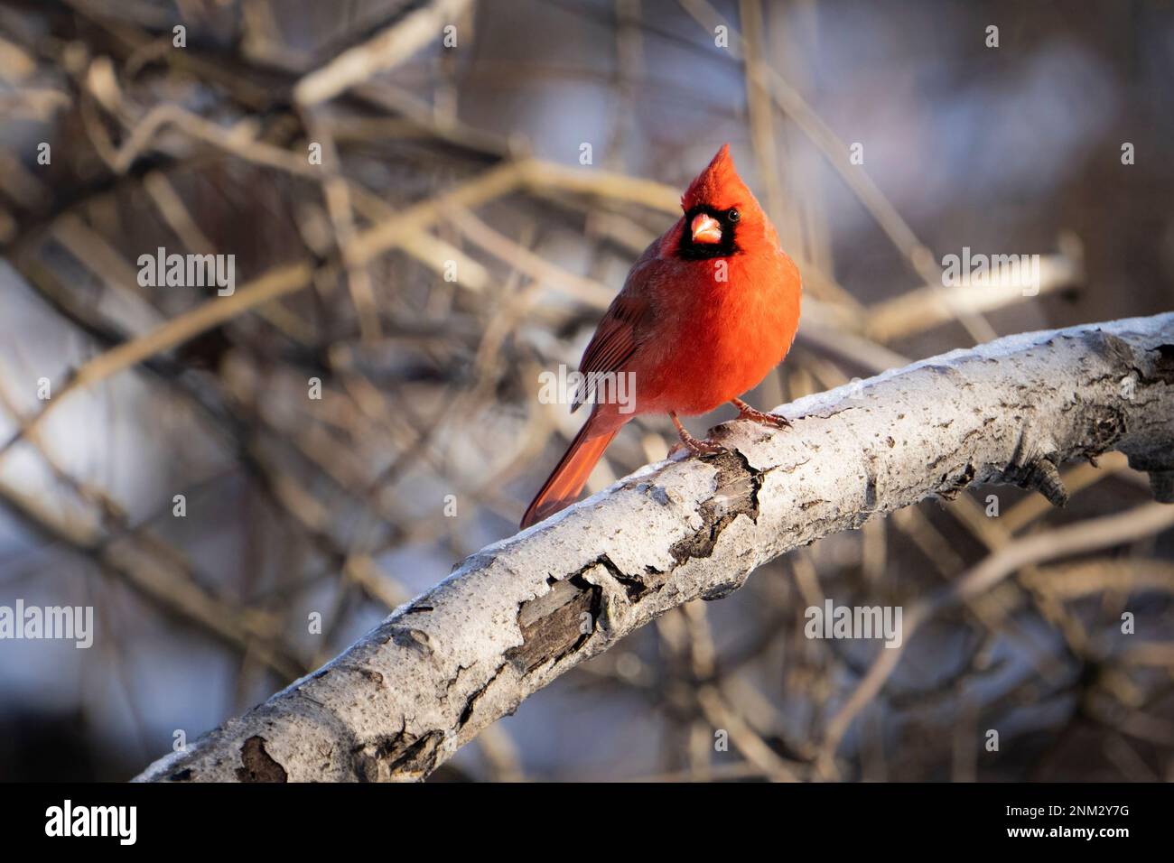 Northern Cardinal perched near a bird feeder during winter. Stock Photo