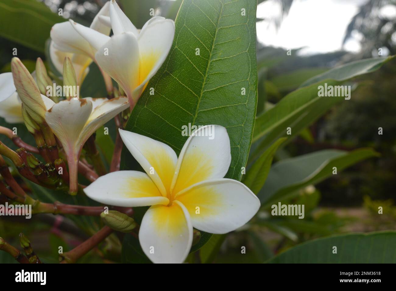 Harmony plain hi-res stock photography and images - Alamy