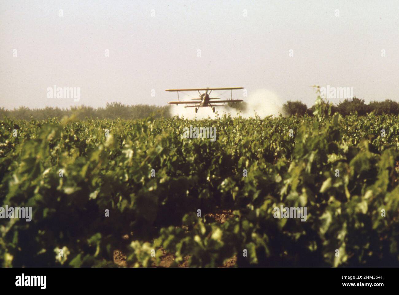 1970s United States Crop duster sulfurdusting of grape vines in