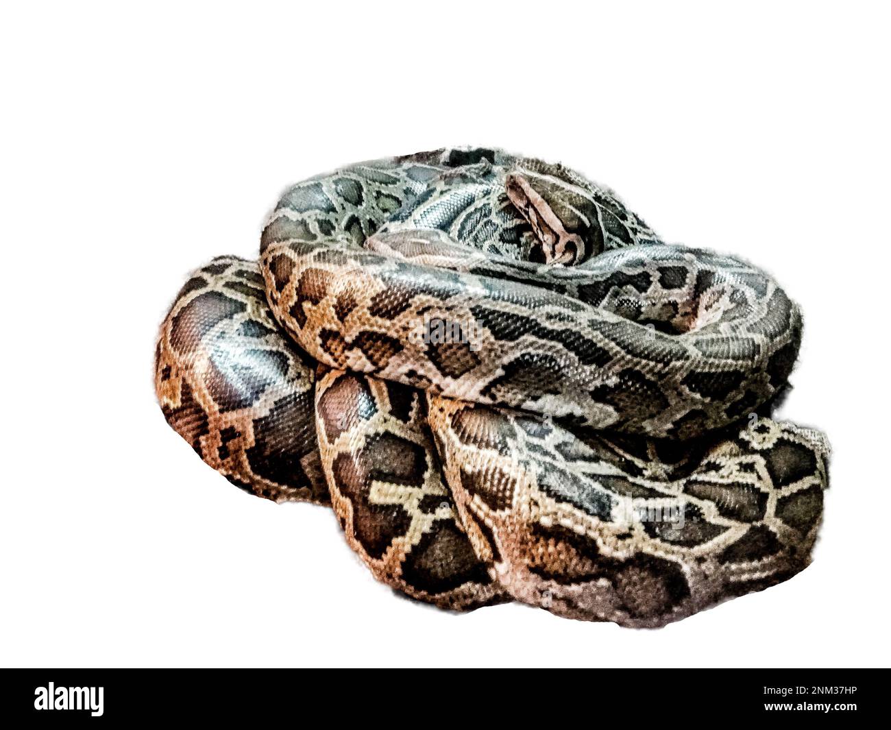Python Snake Imagine Python snake isolated on white Stock Photo - Alamy