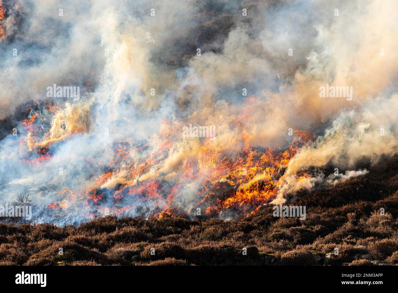 The controlled burning of heather moorland (swailing or muirburn) on the slopes of Sgor Mor south of Braemar, Aberdeenshire, Scotland UK Stock Photo