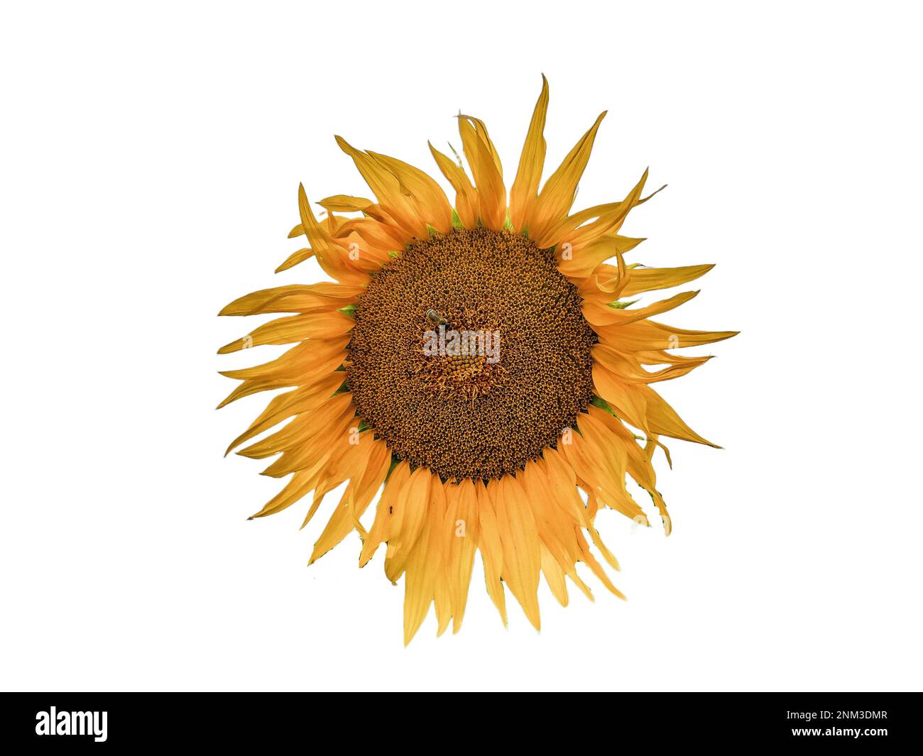 sunflower isolated on white background Stock Photo - Alamy