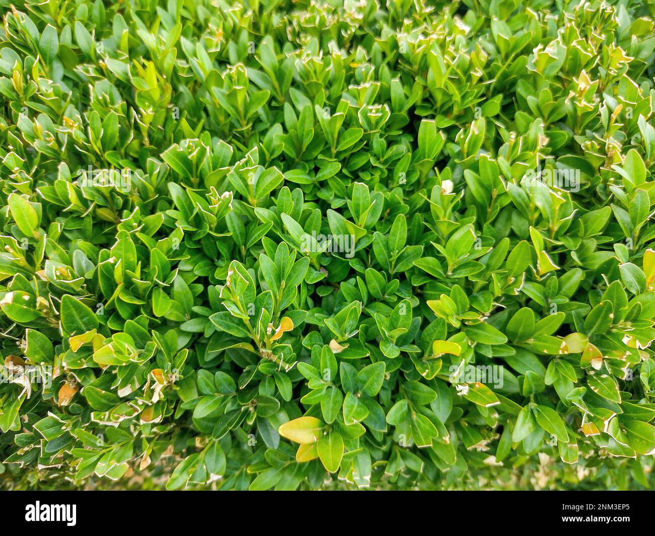 Macro bux hi-res stock photography and images - Alamy